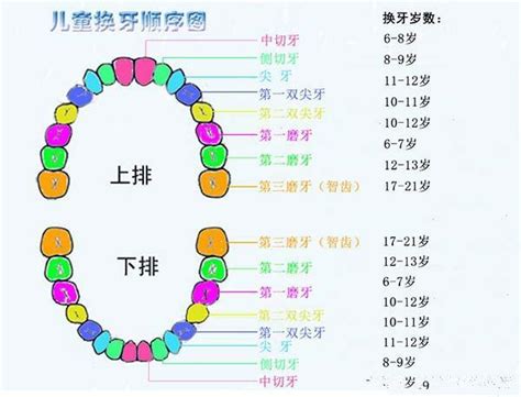 牙齒丟哪裡